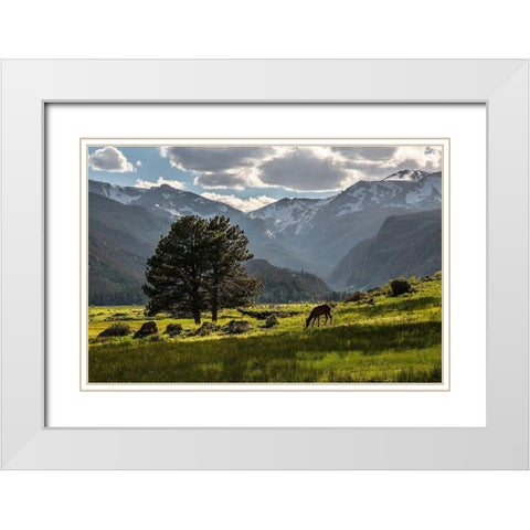 A lone deer grazes in the security of Rocky Mountain National Park in the Colorado Rocky Mountains White Modern Wood Framed Art Print with Double Matting by SMO