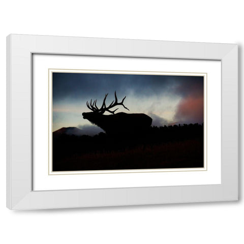 Bugling elk silhouetted against the Colorado Rocky Mountains White Modern Wood Framed Art Print with Double Matting by SMO