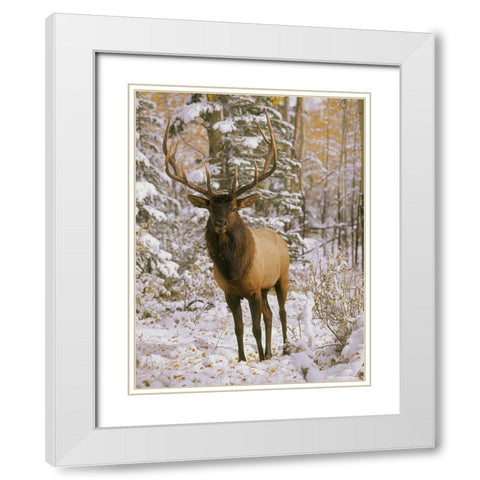 A bull elk in early winter in the Colorado Rocky Mountains White Modern Wood Framed Art Print with Double Matting by SMO