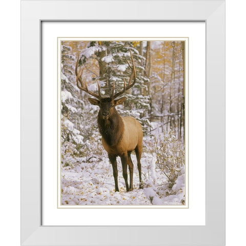 A bull elk in early winter in the Colorado Rocky Mountains White Modern Wood Framed Art Print with Double Matting by SMO
