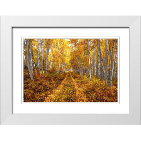 Autumn in the Rocky Mountains of Colorado-as Aspen trees turn bright yellow gold White Modern Wood Framed Art Print with Double Matting by SMO