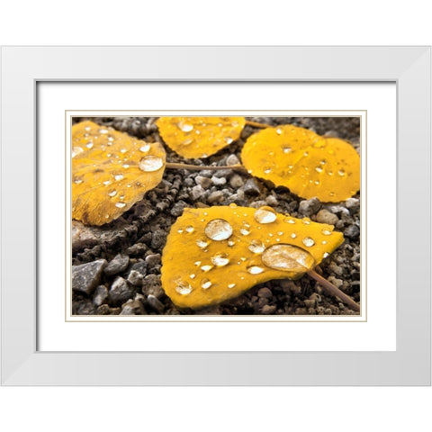 Aspen leaves with morning water droplets in the Colorado Rocky Mountains White Modern Wood Framed Art Print with Double Matting by SMO