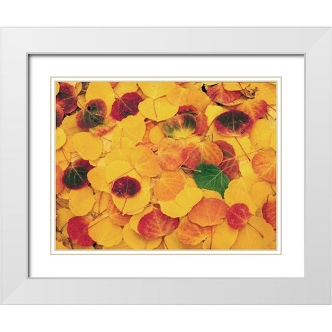 fallen Aspen leaves carpet the ground in the Colorado Rocky Mountains White Modern Wood Framed Art Print with Double Matting by SMO