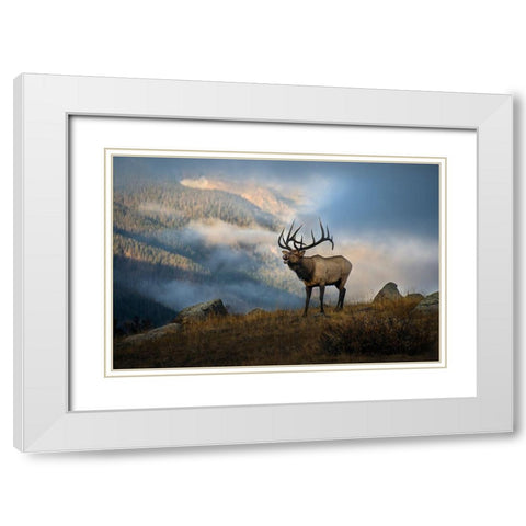 Bugling elk with a Colorado Rocky Mountain misty morning backdrop White Modern Wood Framed Art Print with Double Matting by SMO