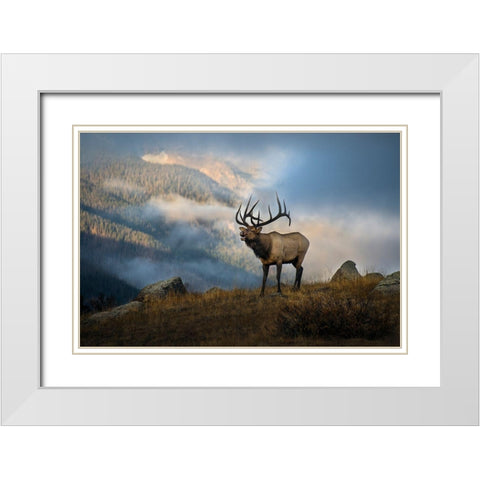 Bugling elk with a Colorado Rocky Mountain misty morning backdrop White Modern Wood Framed Art Print with Double Matting by SMO