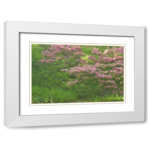 Delaware, Wilmington Flowering trees White Modern Wood Framed Art Print with Double Matting by OBrien, Jay