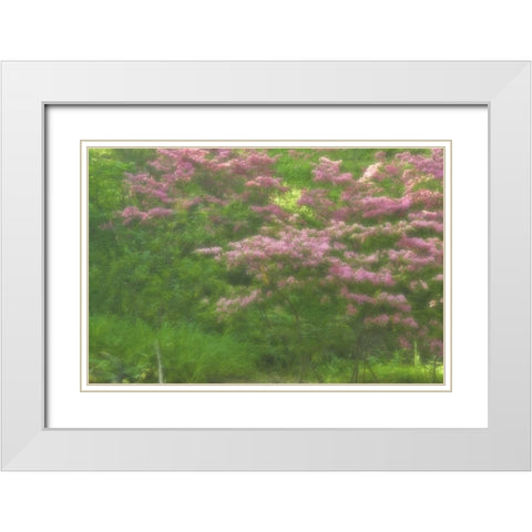 Delaware, Wilmington Flowering trees White Modern Wood Framed Art Print with Double Matting by OBrien, Jay