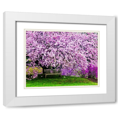 Delaware, Wilmington Bench under cherry blossoms White Modern Wood Framed Art Print with Double Matting by OBrien, Jay