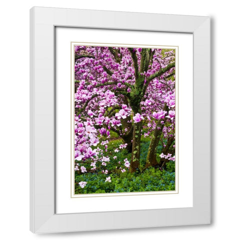 Delaware, Wilmington Cherry blossom tree White Modern Wood Framed Art Print with Double Matting by OBrien, Jay