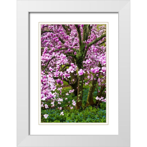 Delaware, Wilmington Cherry blossom tree White Modern Wood Framed Art Print with Double Matting by OBrien, Jay