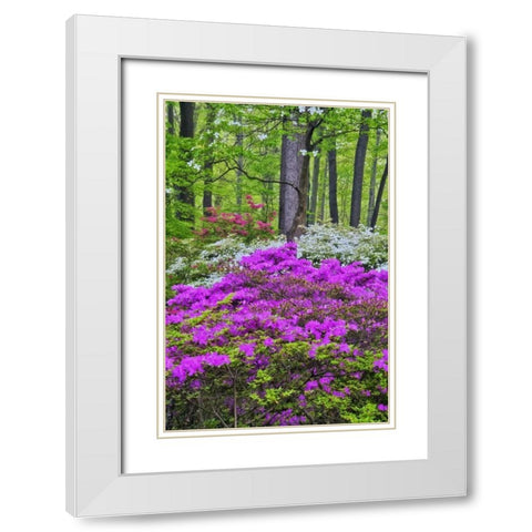 USA, Delaware, Colorful Azalas in bloom White Modern Wood Framed Art Print with Double Matting by OBrien, Jay