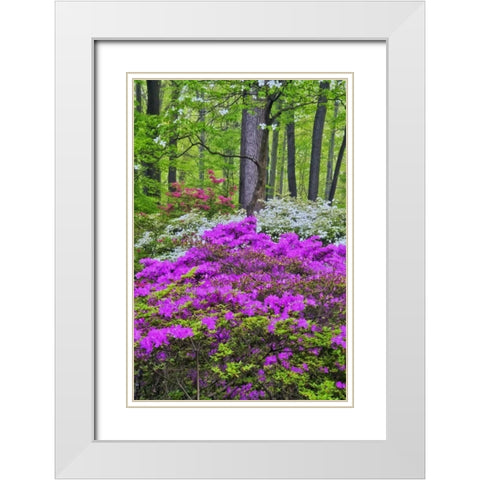 USA, Delaware, Colorful Azalas in bloom White Modern Wood Framed Art Print with Double Matting by OBrien, Jay