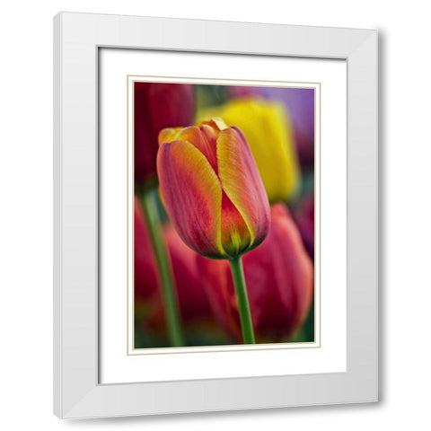 Delaware Close-up of tulips White Modern Wood Framed Art Print with Double Matting by OBrien, Jay
