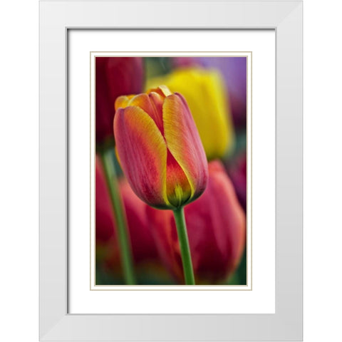Delaware Close-up of tulips White Modern Wood Framed Art Print with Double Matting by OBrien, Jay