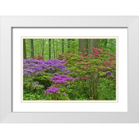 Delaware, Blooming azaleas in forest White Modern Wood Framed Art Print with Double Matting by OBrien, Jay