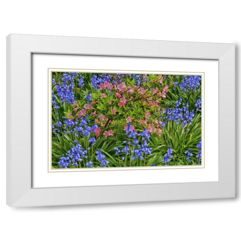 Delaware, Blooming azaleas and bluebells White Modern Wood Framed Art Print with Double Matting by OBrien, Jay