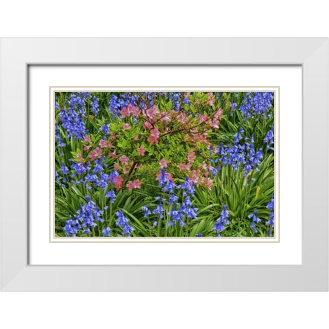 Delaware, Blooming azaleas and bluebells White Modern Wood Framed Art Print with Double Matting by OBrien, Jay