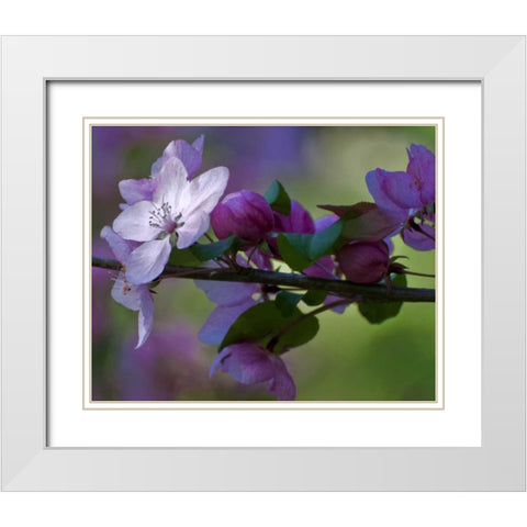 Delaware, Azalea flowers and buds on limb White Modern Wood Framed Art Print with Double Matting by OBrien, Jay