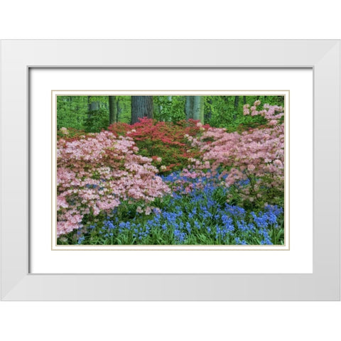 Delaware Blooming azalea and bluebell flowers White Modern Wood Framed Art Print with Double Matting by OBrien, Jay