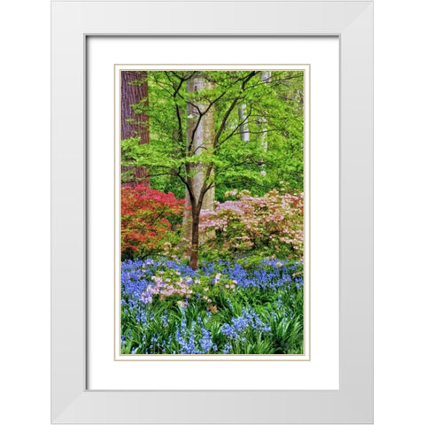Delaware Blooming azalea and bluebell flowers White Modern Wood Framed Art Print with Double Matting by OBrien, Jay
