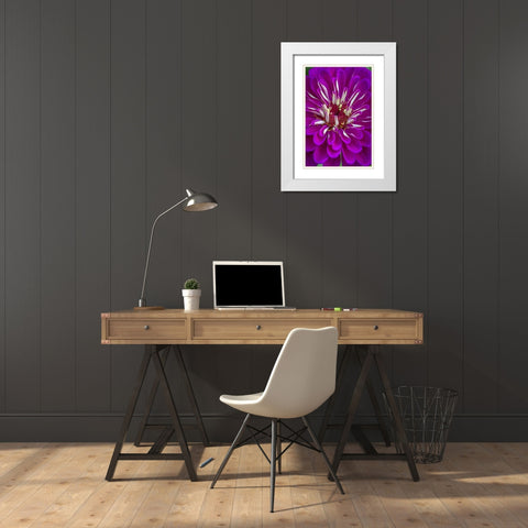 Wilmington, Delaware, Detail of zinnia bloom White Modern Wood Framed Art Print with Double Matting by OBrien, Jay