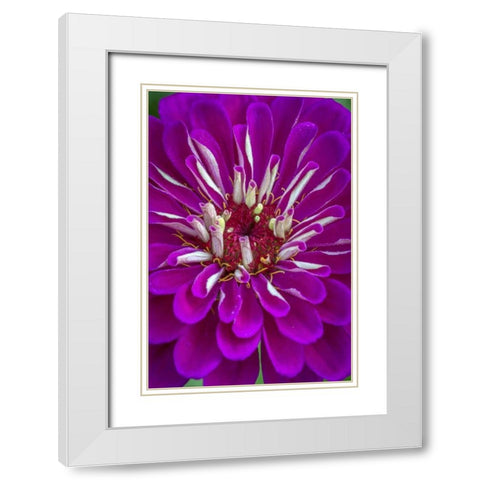 Wilmington, Delaware, Detail of zinnia bloom White Modern Wood Framed Art Print with Double Matting by OBrien, Jay