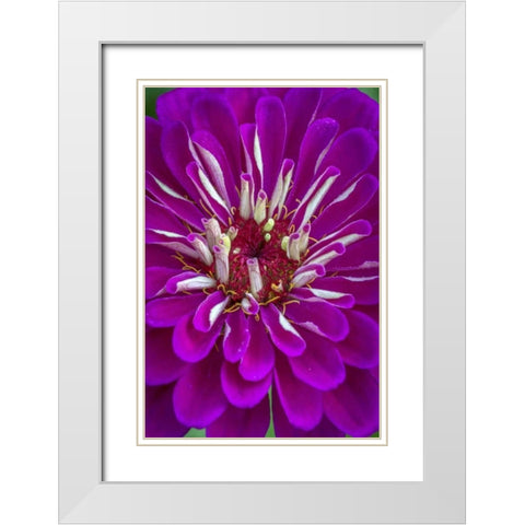 Wilmington, Delaware, Detail of zinnia bloom White Modern Wood Framed Art Print with Double Matting by OBrien, Jay