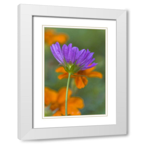 Wilmington, Delaware, Cosmos flower White Modern Wood Framed Art Print with Double Matting by OBrien, Jay