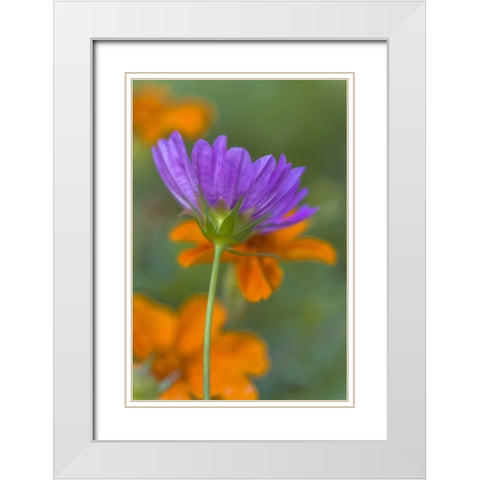Wilmington, Delaware, Cosmos flower White Modern Wood Framed Art Print with Double Matting by OBrien, Jay