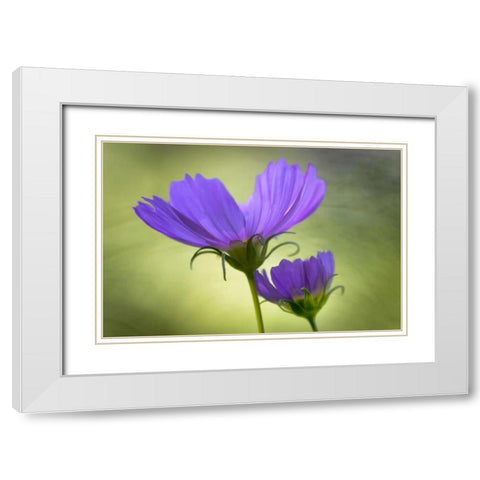 Wilmington, Delaware Cosmos flowers White Modern Wood Framed Art Print with Double Matting by OBrien, Jay