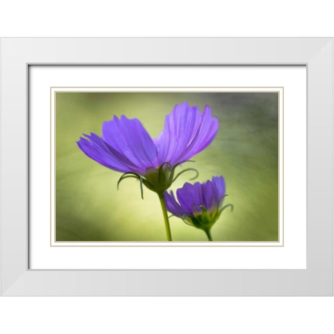 Wilmington, Delaware Cosmos flowers White Modern Wood Framed Art Print with Double Matting by OBrien, Jay