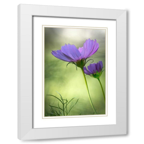 Wilmington, Delaware Cosmos flowers White Modern Wood Framed Art Print with Double Matting by OBrien, Jay