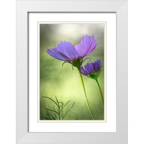 Wilmington, Delaware Cosmos flowers White Modern Wood Framed Art Print with Double Matting by OBrien, Jay