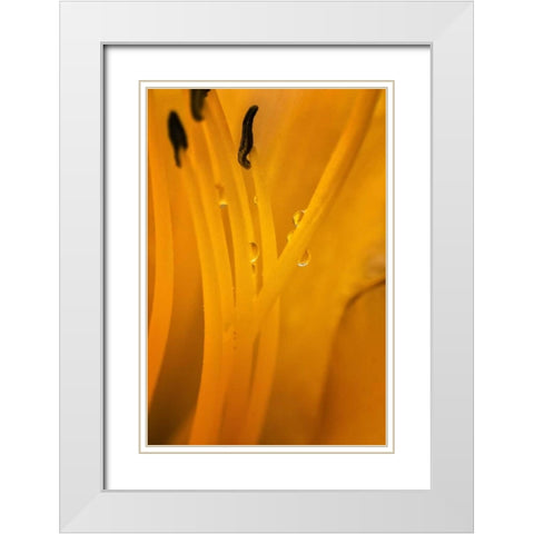Wilmington, Delaware Inside of day lily plant White Modern Wood Framed Art Print with Double Matting by OBrien, Jay