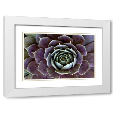 Wilmington, Delaware Hen and chick plant White Modern Wood Framed Art Print with Double Matting by OBrien, Jay