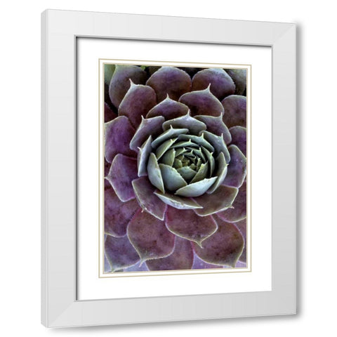 Wilmington, Delaware Hen and chick plant White Modern Wood Framed Art Print with Double Matting by OBrien, Jay