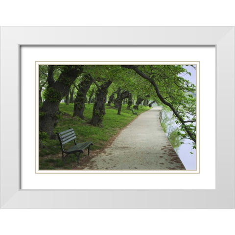 Washington DC, Cherry trees line a walkway White Modern Wood Framed Art Print with Double Matting by Flaherty, Dennis