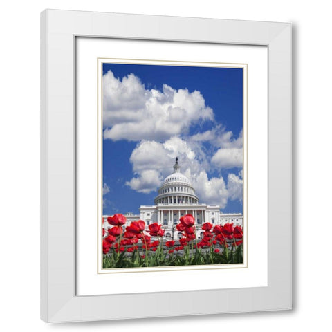 Washington DC, tulips by the Capitol building White Modern Wood Framed Art Print with Double Matting by Flaherty, Dennis