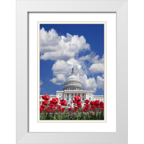 Washington DC, tulips by the Capitol building White Modern Wood Framed Art Print with Double Matting by Flaherty, Dennis