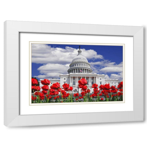 Tulips by the Capitol building, Washington DC White Modern Wood Framed Art Print with Double Matting by Flaherty, Dennis