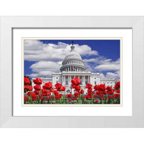 Tulips by the Capitol building, Washington DC White Modern Wood Framed Art Print with Double Matting by Flaherty, Dennis