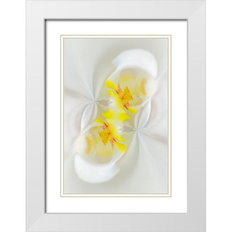 White Orchid flower-Florida White Modern Wood Framed Art Print with Double Matting by Jones, Adam