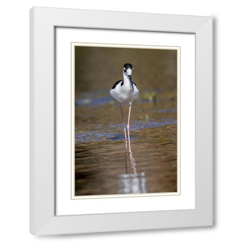 Black-necked stilt-Myakka River State Park-Florida White Modern Wood Framed Art Print with Double Matting by Jones, Adam