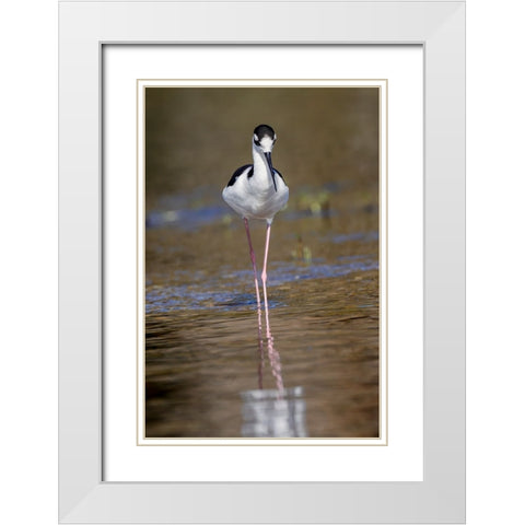 Black-necked stilt-Myakka River State Park-Florida White Modern Wood Framed Art Print with Double Matting by Jones, Adam