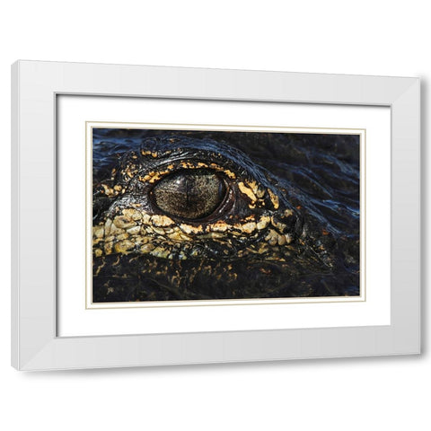 American alligator eyeball close-up from eye level with water-Myakka River State Park-Florida White Modern Wood Framed Art Print with Double Matting by Jones, Adam