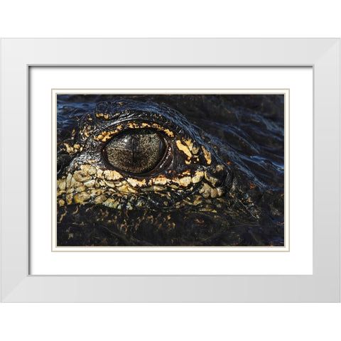 American alligator eyeball close-up from eye level with water-Myakka River State Park-Florida White Modern Wood Framed Art Print with Double Matting by Jones, Adam