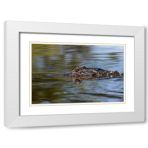 American alligator from eye level with water-Myakka River State Park-Florida White Modern Wood Framed Art Print with Double Matting by Jones, Adam
