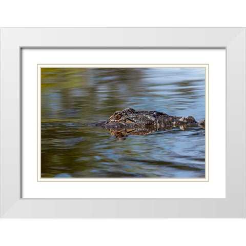 American alligator from eye level with water-Myakka River State Park-Florida White Modern Wood Framed Art Print with Double Matting by Jones, Adam