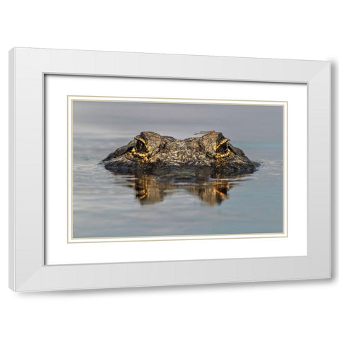 American alligator from eye level with water-Myakka River State Park-Florida White Modern Wood Framed Art Print with Double Matting by Jones, Adam