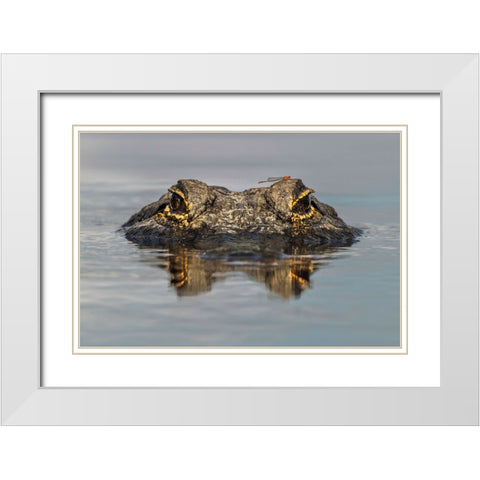 American alligator from eye level with water-Myakka River State Park-Florida White Modern Wood Framed Art Print with Double Matting by Jones, Adam